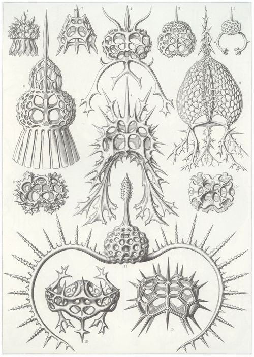 Haeckel, Ernst: Tafel 22: Spyroidea. Nchenstrahlinge