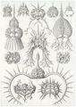 Haeckel, Ernst: Tafel 22: Spyroidea. Nüßchenstrahlinge