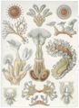 Haeckel, Ernst: Tafel 23: Bryozoa. Moostiere