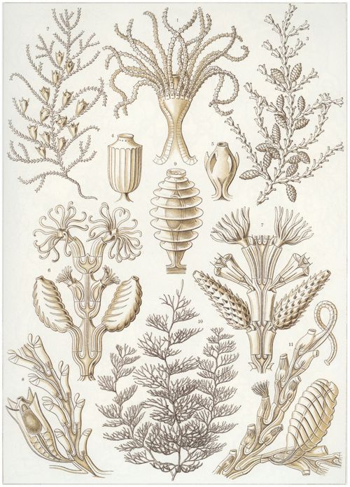 Haeckel, Ernst: Tafel 25: Sertulariae. Reihenpolypen