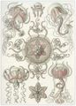 Haeckel, Ernst: Tafel 26: Trachomedusae. Kolbenquallen