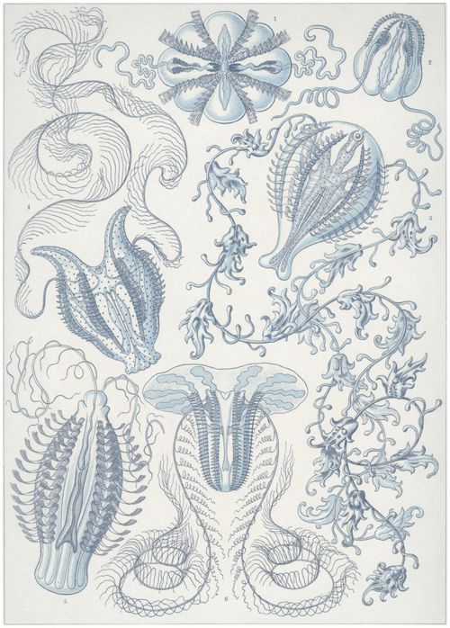 Haeckel, Ernst: Tafel 27: Ctenophorae. Kammquallen