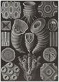 Haeckel, Ernst: Tafel 29: Tetracoralla. Vierstrahlige Sternkorallen