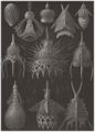 Haeckel, Ernst: Tafel 31: Cyrtoidea. Flaschenstrahlinge