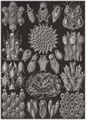 Haeckel, Ernst: Tafel 33: Bryozoa. Moostiere