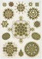 Haeckel, Ernst: Tafel 34: Melethallia. Gesellige Algetten