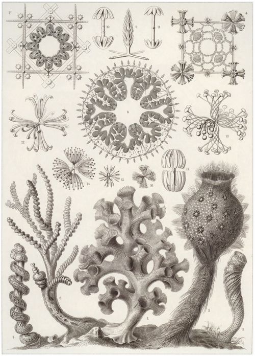 Haeckel, Ernst: Tafel 35: Hexactinellae. Glasschwmme
