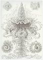 Haeckel, Ernst: Tafel 37: Siphonophorae. Staatsquallen