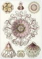 Haeckel, Ernst: Tafel 38: Peromedusae. Taschenquallen