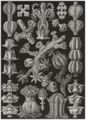 Haeckel, Ernst: Tafel 39: Gorgonida. Rindenkorallen