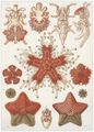 Haeckel, Ernst: Tafel 40: Asteridea. Seesterne