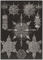 Haeckel, Ernst: Tafel 41: Acanthophracta. Wunderstrahlinge