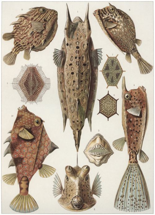 Haeckel, Ernst: Tafel 42: Ostraciontes. Kofferfische