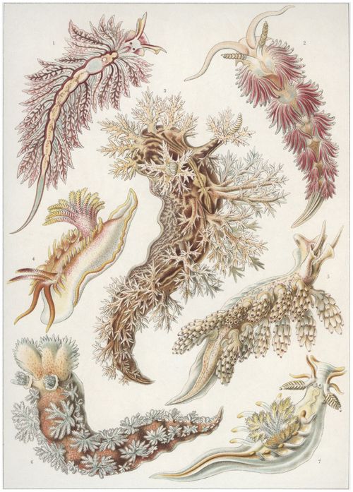 Haeckel, Ernst: Tafel 43: Nudibranchia. Nacktkiemen-Schnecken