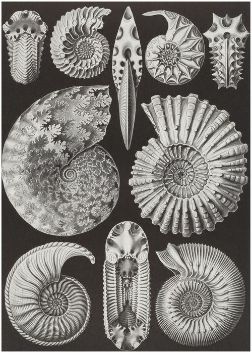 Haeckel, Ernst: Tafel 44: Ammonitida. Ammonshrner
