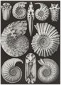Haeckel, Ernst: Tafel 44: Ammonitida. Ammonshörner