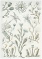 Haeckel, Ernst: Tafel 45: Campanariae. Glockenpolypen