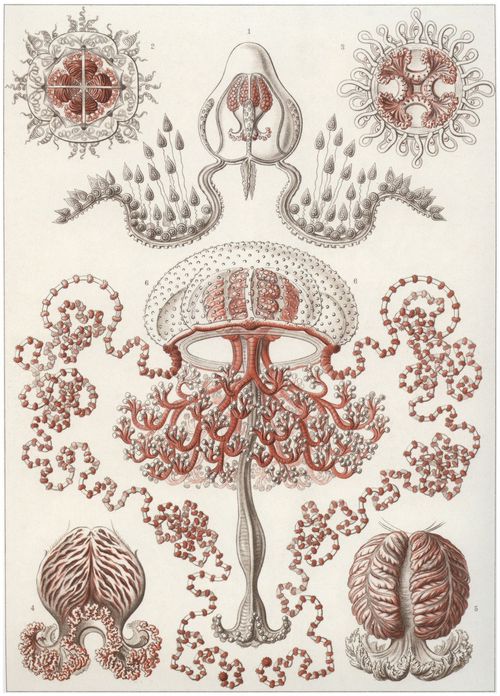 Haeckel, Ernst: Tafel 46: Anthomedusae. Blumenquallen