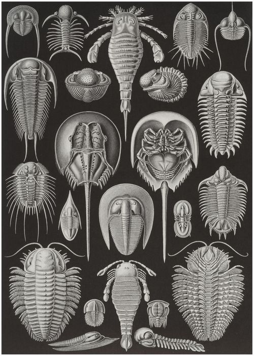 Haeckel, Ernst: Tafel 47: Aspidonia. Schildtiere