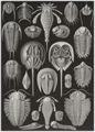 Haeckel, Ernst: Tafel 47: Aspidonia. Schildtiere