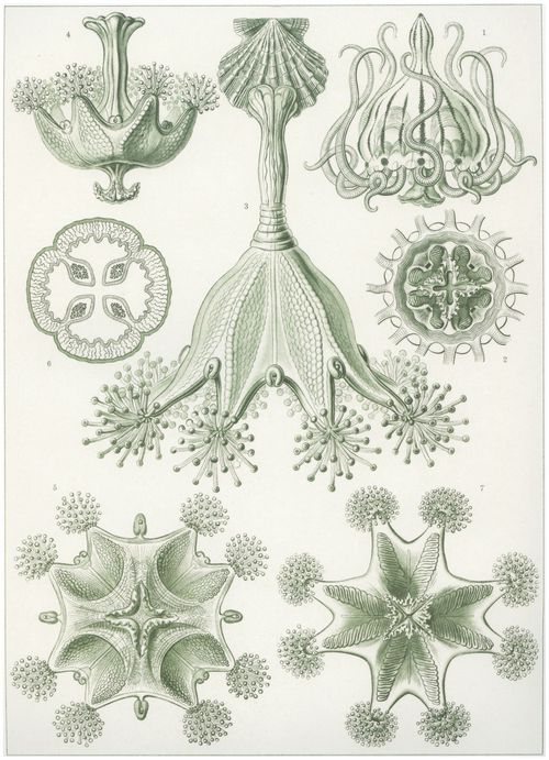 Haeckel, Ernst: Tafel 48: Stauromedusae. Becherquallen