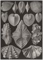 Haeckel, Ernst: Tafel 55: Acephala. Muscheln