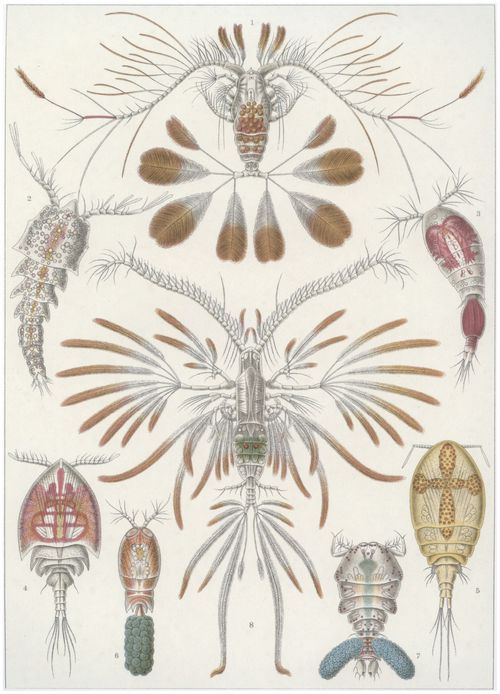 Haeckel, Ernst: Tafel 56: Copepoda. Ruderkrebse