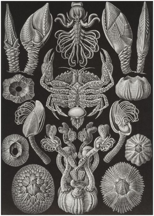 Haeckel, Ernst: Tafel 57: Cirripedia. Rankenkrebse