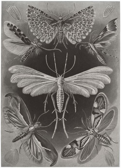 Haeckel, Ernst: Tafel 58: Tineida. Motten