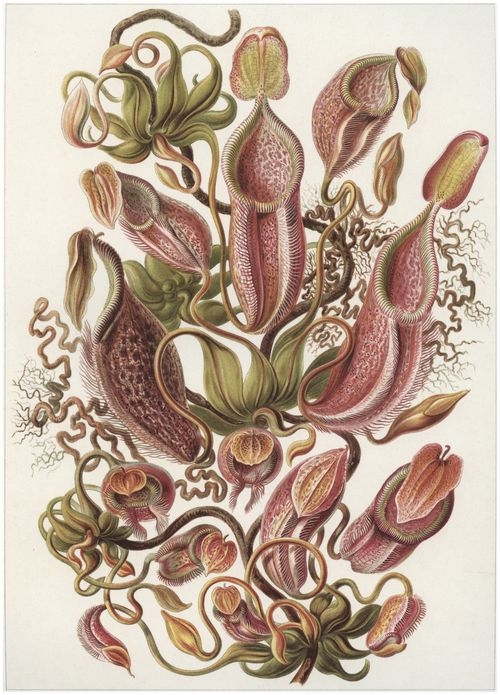 Haeckel, Ernst: Tafel 62: Nepenthaceae. Kannenpflanzen
