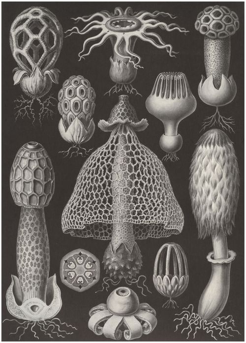 Haeckel, Ernst: Tafel 63: Basimycetes. Schwammpilze