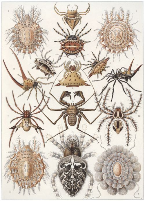 Haeckel, Ernst: Tafel 66: Arachnida. Spinnentiere