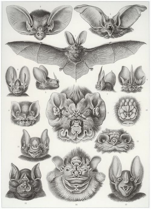 Haeckel, Ernst: Tafel 67: Chiroptera. Fledertiere