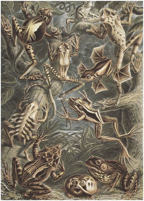 Haeckel, Ernst: Tafel 68: Batrachia. Frsche