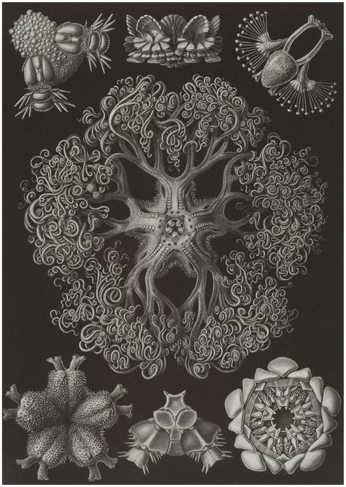Haeckel, Ernst: Tafel 70: Ophiodea. Schlangensterne