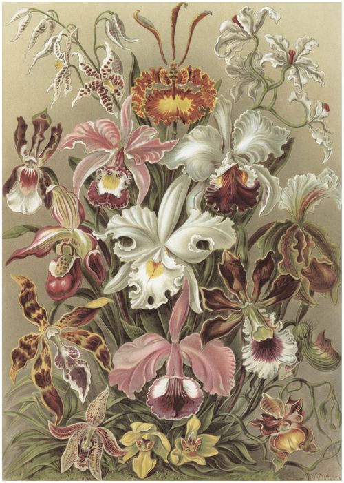 Haeckel, Ernst: Tafel 74: Orchideae. Venusblumen