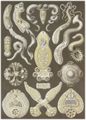 Haeckel, Ernst: Tafel 75: Platodes. Plattentiere