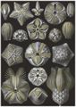 Haeckel, Ernst: Tafel 80: Blastoidea. Knospensterne