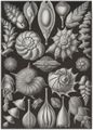 Haeckel, Ernst: Tafel 81: Thalamophora. Kammerlinge