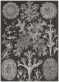 Haeckel, Ernst: Tafel 83: Lichenes. Flechten