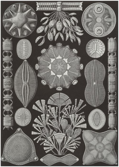 Haeckel, Ernst: Tafel 84: Diatomea. Schachtellinge