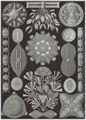 Haeckel, Ernst: Tafel 84: Diatomea. Schachtellinge