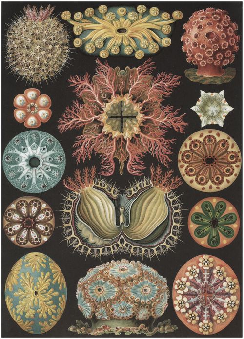 Haeckel, Ernst: Tafel 85: Ascidiae. Seescheiden
