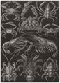 Haeckel, Ernst: Tafel 86: Decapoda. Zehnfußkrebse