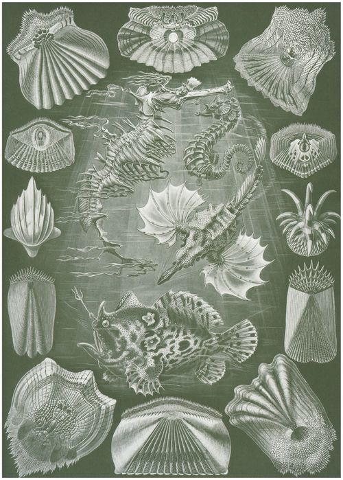 Haeckel, Ernst: Tafel 87: Teleostei. Knochenfische