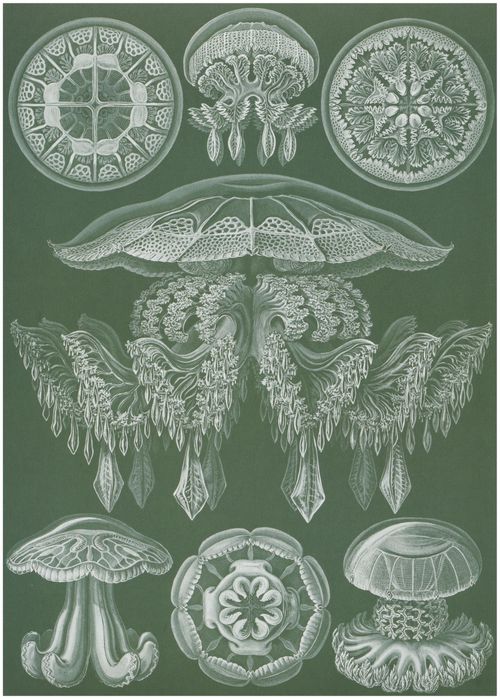 Haeckel, Ernst: Tafel 88: Discomedusae. Scheibenquallen
