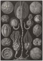 Haeckel, Ernst: Tafel 90: Cystoidea. Beutelsterne