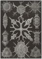 Haeckel, Ernst: Tafel 91: Spumellaria. Schaumstrahlinge