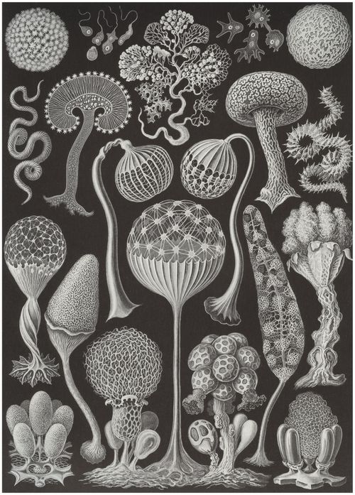 Haeckel, Ernst: Tafel 93: Mycetozoa. Pilztiere