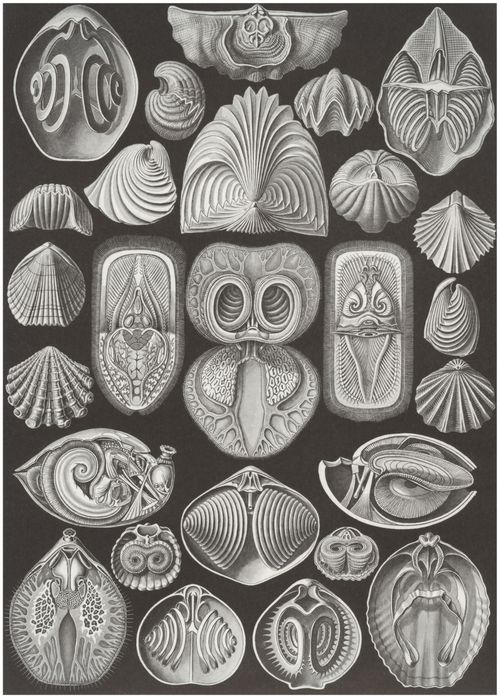 Haeckel, Ernst: Tafel 97: Spirobranchia. Spiralkiemer